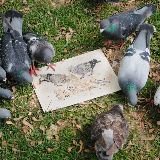 Pigeons eat bird food off Brumbox's Pigeon A4 print in Pigeon Park, Birmingham.